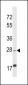 APOOL Antibody (C-term)